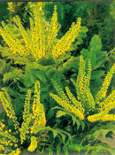 org:/gardening tips/Snoeiadvies/Overzichtspagina/Mahonie.jpg